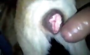 acompanhantes negras em santos - guy fucks animal, zoophilia fuck porn